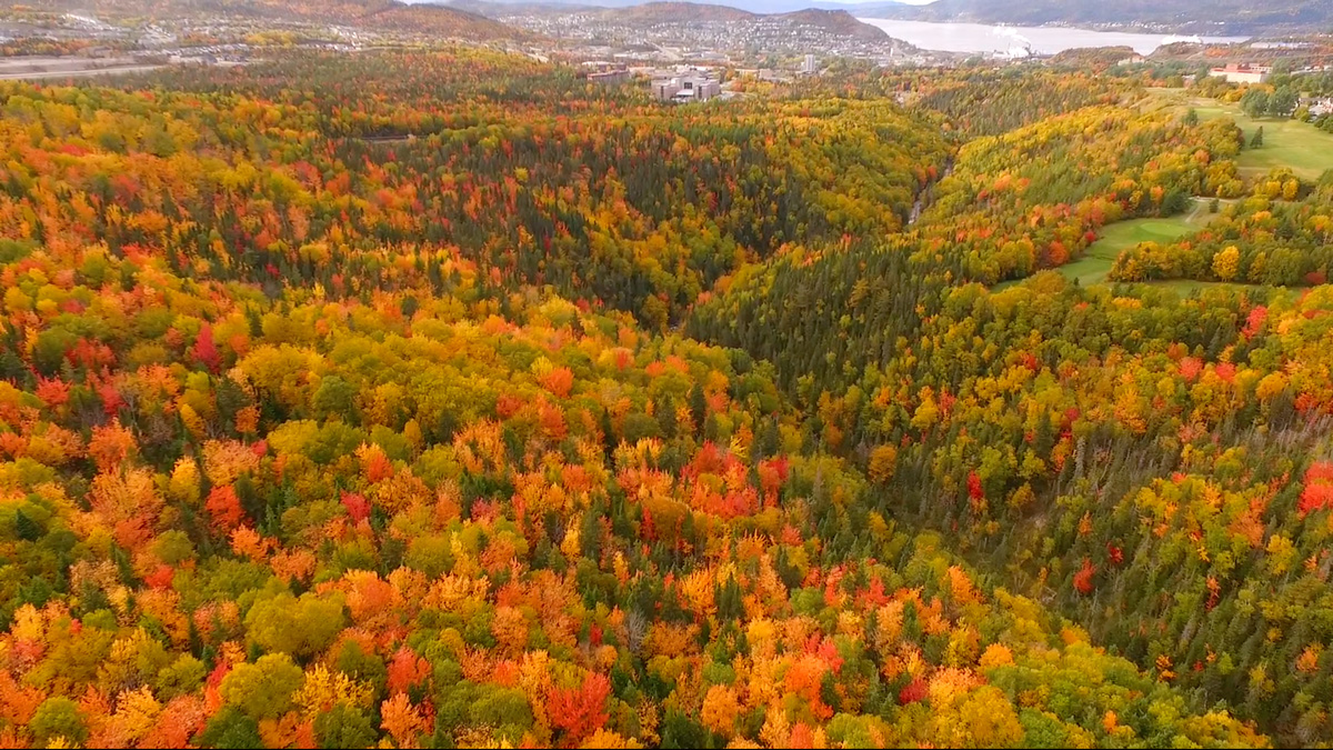 Fall Colours Newfoundland