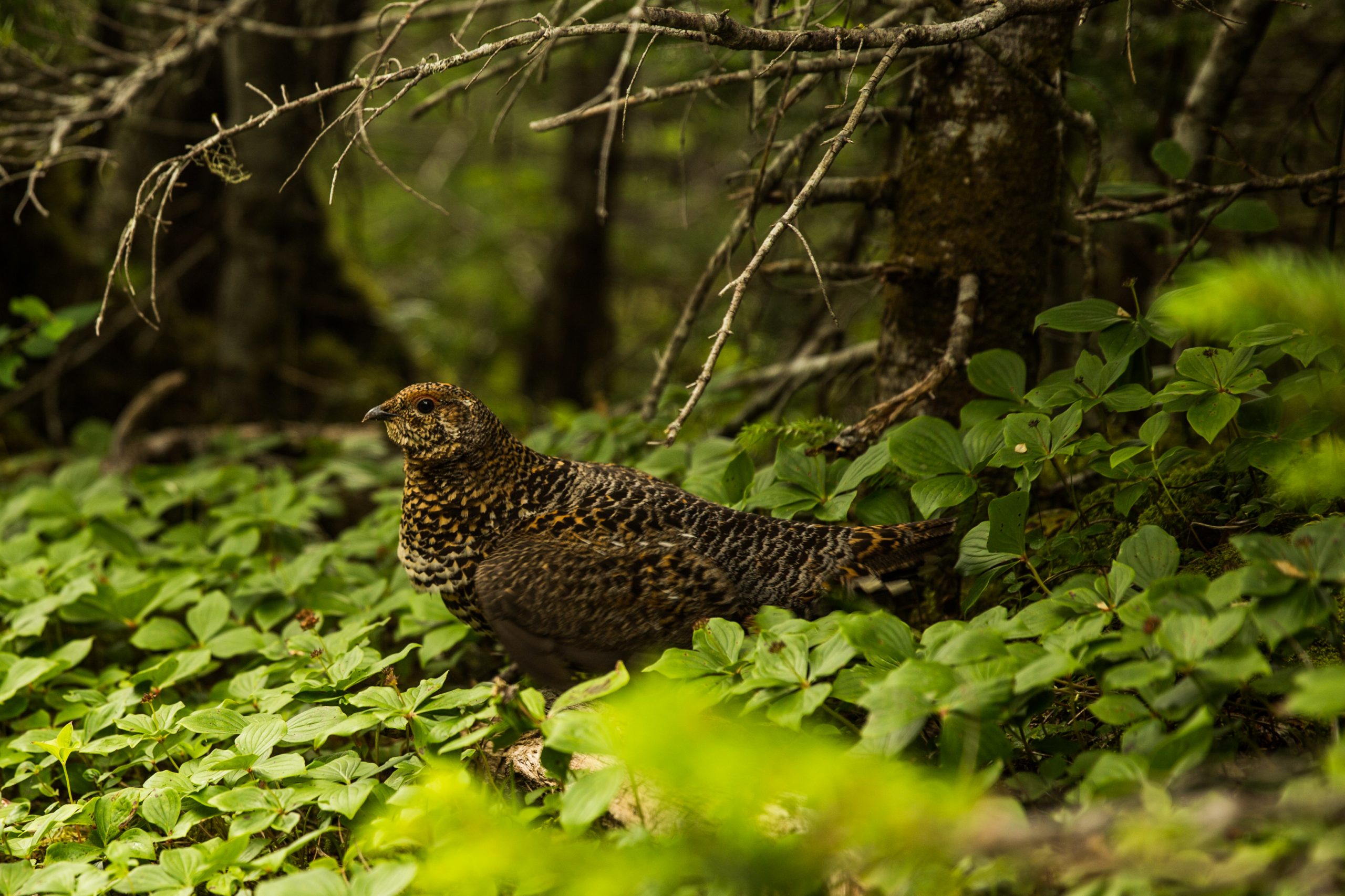 Spruce Grouse in the forest.